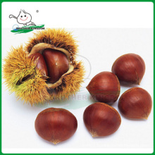 Vente en gros dandong châtaigne / Nouvelle culture Tai Mount chestnut / Chestnut from China origin